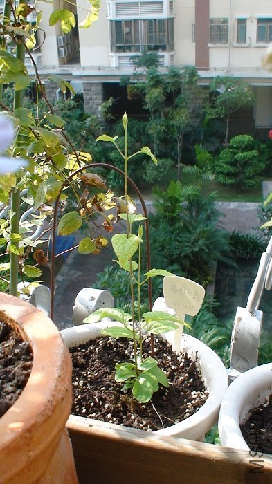 10-7�գ������һ��������������Ҷ��֦��ȫ��ή�ˣ�һ����Ϊ���Ѿ����һ�Q���ˣ�˭֪��Ȼ��������������� ...