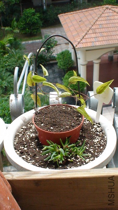 ���������ӣ���Ϊ�����һ��֦�������������취�Ӹ���һ��㡣