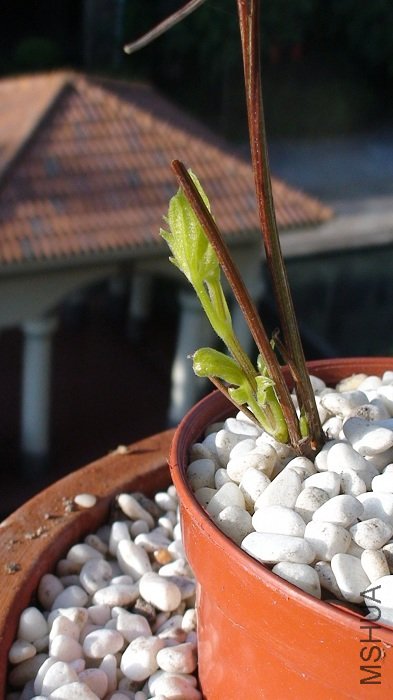 9-25�գ�����¹�ȥ�ˡ���ߺ��֦����������֦����������µ�ϣ������