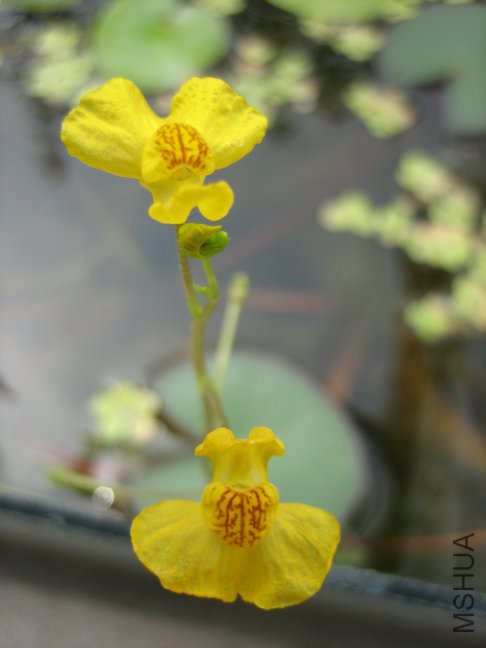 �ƻ�����Ļ�