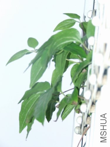 ��ת DSCF1882.jpg