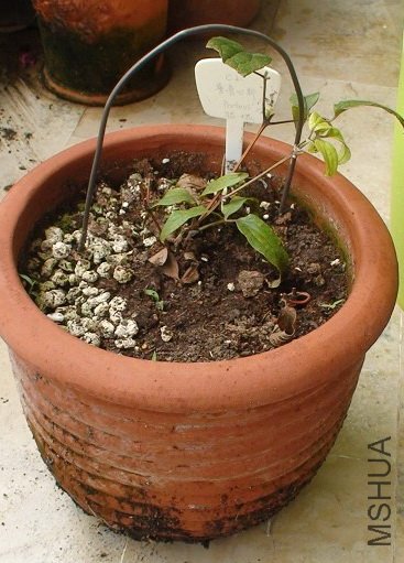 9-22�գ�����ǰ����³��˹������ֻ���˲л����ý�׳��֦Ҷ���������š�˭̨֪����֦�������ϣ��͸ɴ�ǿ���� ...