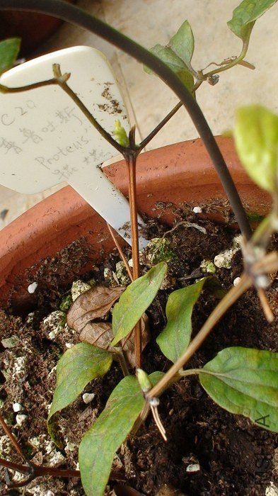 ǿ����ܿ�ͱƳ��˽�׳����ѿ�����ٲ�����֦���������Ͳ����㻻���ˡ�