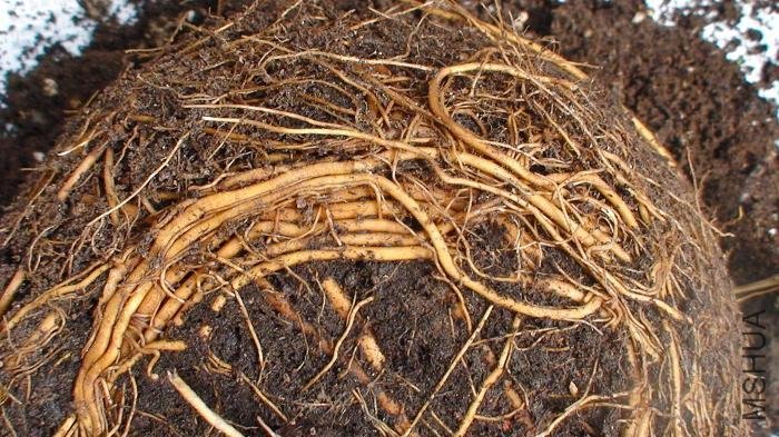 �����̽�ĸ�ϵ��д�����ܽ��������ӣ�