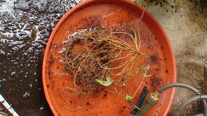 ϴ��ϴ�����ض��������������о��Ѱ������ȡ��������ö������ã��������裬����ö����ͳ�Ϊ�˱ر�Ʒ��