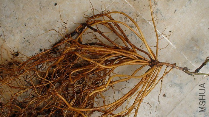 ���Ÿ�����ϴ�����д����ʱ����ѿ�ģ�Ҳû����һ�ξ�������������5CM�Ľ�������ϴ��Ǳ��Ҷ����ò�������ʱ ...