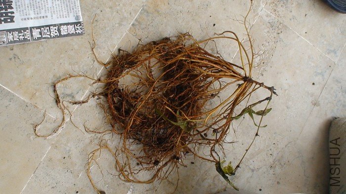 ϴ�ø����ó�����������ˮһ��������Ȼ���ˣ�������ϴ�����Ƚϲ��˸������ײ��̽�ĸ�ϵ��û�򿪡�