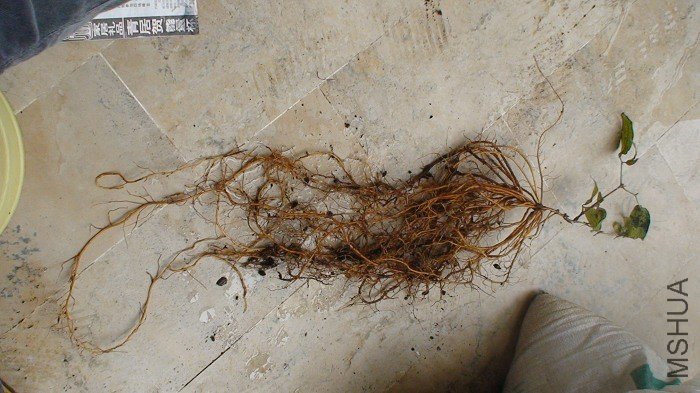 �ѵײ��̽�ĸ�һ�򿪡������������ж೤��������