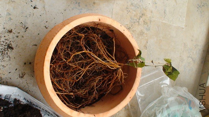 ����ֱ������30CM�Ĵ���������ӣ�һ���Ӿ����˰���