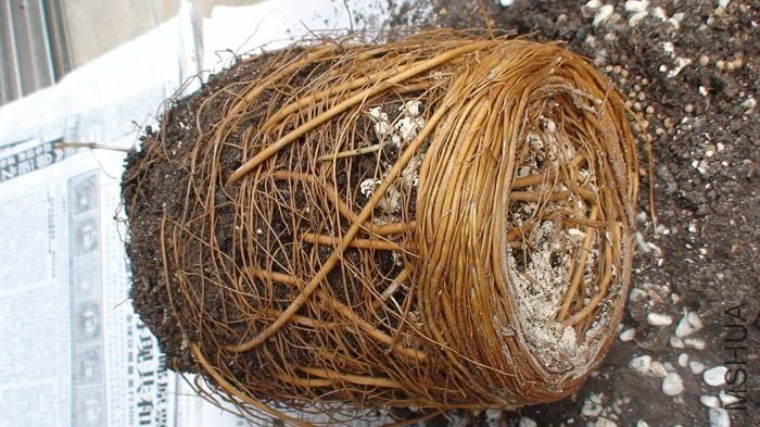 ��ô׳�ۣ��̲�ס����ת��һȦ�������ţ�