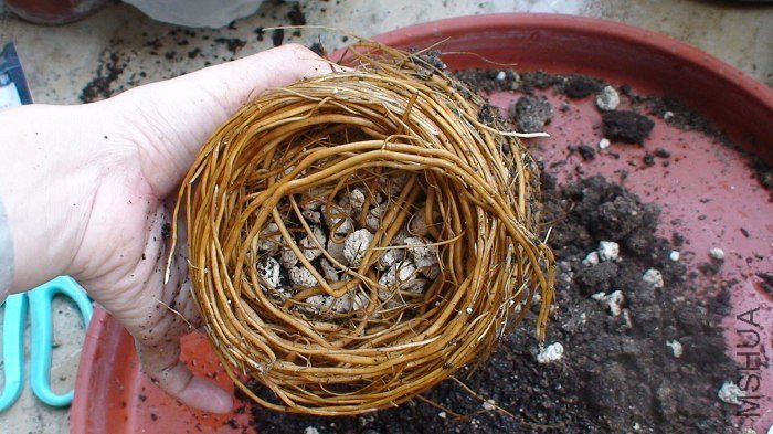 ��ʵ����ô��ĸ�ȫ�����ڰ�����ʯ����Χ���֣���ʯ�����ж�񣬸��������ж��