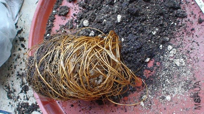 ɢ����һ�㡣