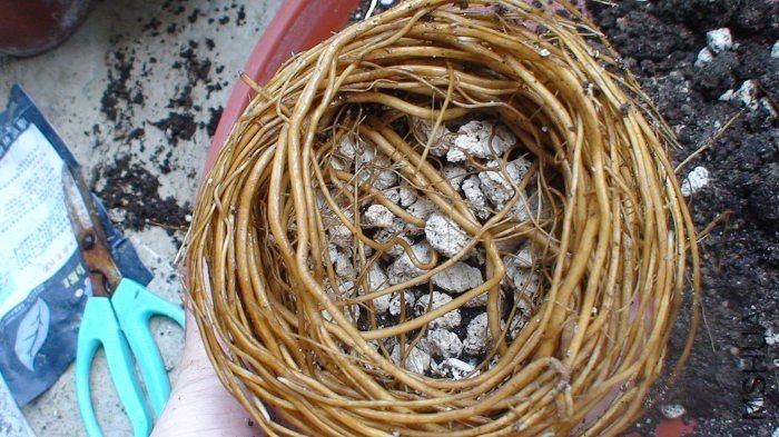 ϴϴ���ٿ�������ʯ�������ϴ�˳�����