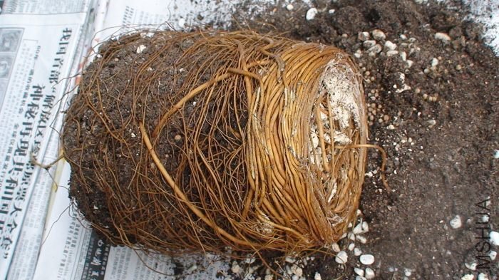 �ٿ�������ƺ����