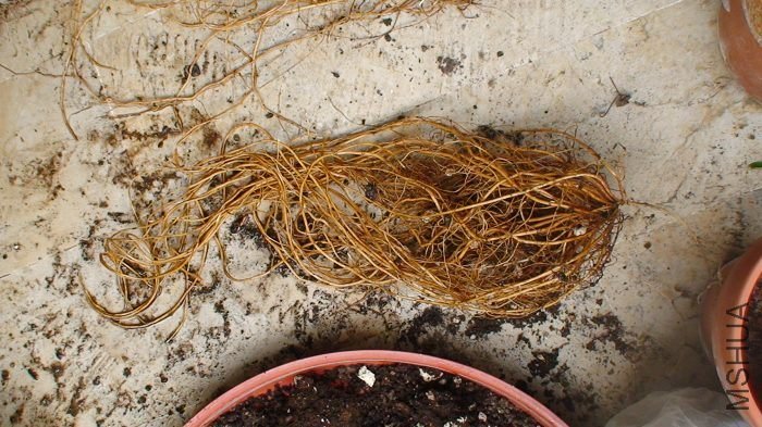 �����ſ��Կ�������̿��������������ĸ�ϵ������϶࣬����ʯ��ĸ�ϵ�����ִ��ֳ��������ˣ�