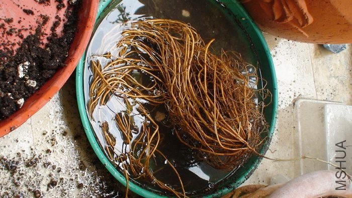 �Ȱ�����ɱ��ˮ�����ݣ��������Լ����۾���������һ���������ҵ�ʱ�Ѿ�׼���˻�ȥ���ǿ�ֻ�����������ǿ� ...