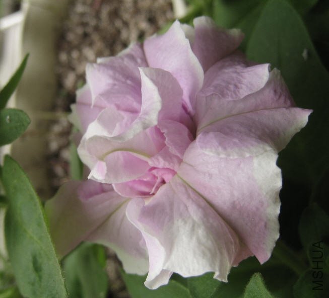 2009-10-13 ����1.jpg