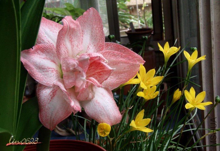 435Michelle Maree.jpg