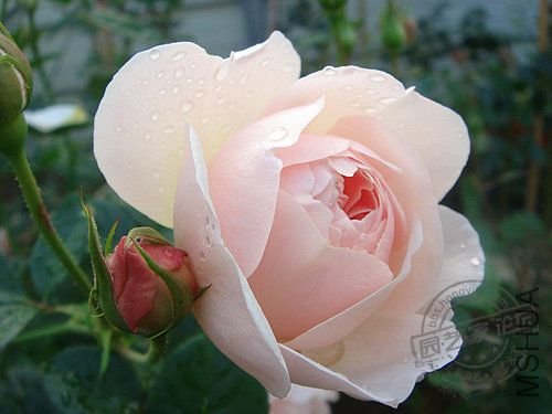 2007 THE SHEPHERDESS  ����Ů.jpg