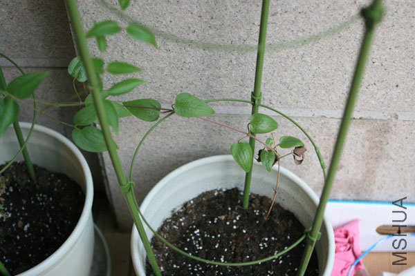 IMG_2972.jpg