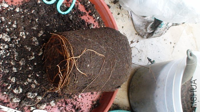 9-22�ջ��裡���Ǹ���������ӡ���Ϊ��Ҷ��֦�����Ѿ��������µ�ϸС��ѿ�㣬�Ҿ�ѡ���������������ˣ�