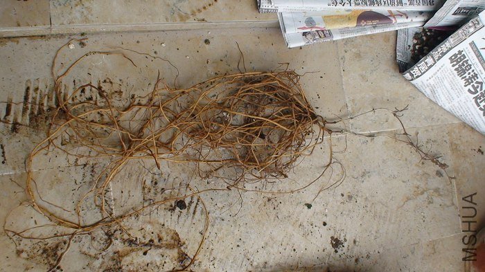 �ѹ��˵����ӣ�������õ����غõĴ��������һ����ɢ������ϴ�����ر�ע�⿴��ͼ��֦�����֣���������֦�� ...