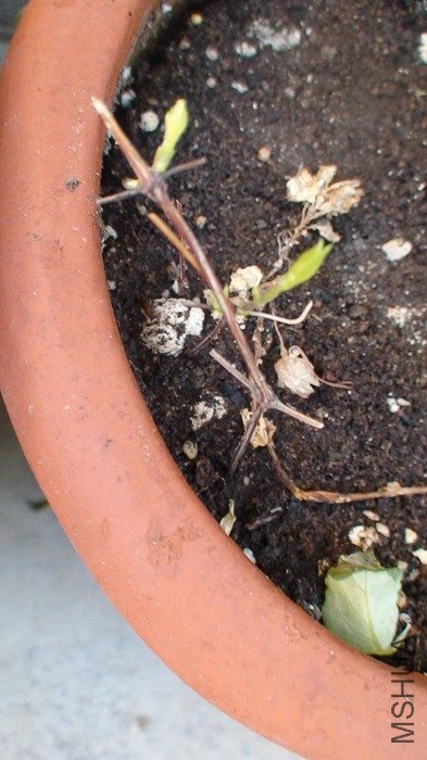 9-25�գ�����󣬻���ʱ��¶ѿ���֦������������֦�������������ʣ�Ĳ��֡�