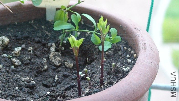 ��֦��д�������ߵ�֦���ܴ�׳��ϸ��һ�£����ﻹ���������ѿͷ����������֦����