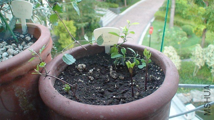 10-9�գ��������µ����ӡ����������ʱ¶������֦֦�������������Ǻ�Զ���Ҳ�����ȴ������µ�֦����