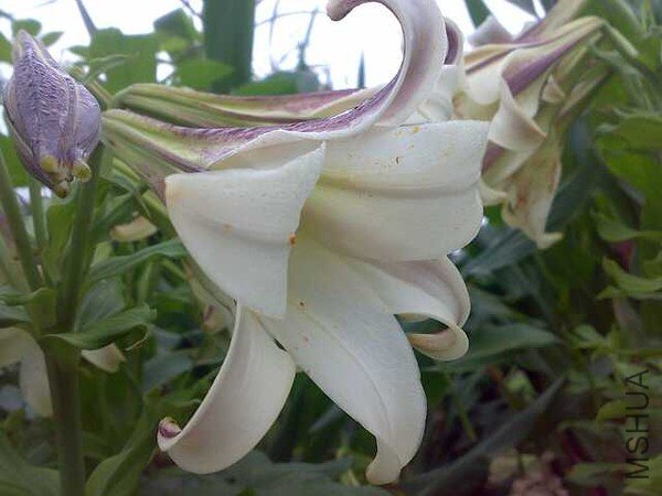 ԭ�٣���ζ�������Ѿ���ժ�� = =.jpg