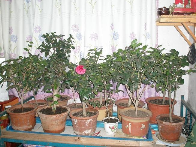 PA143635.JPG