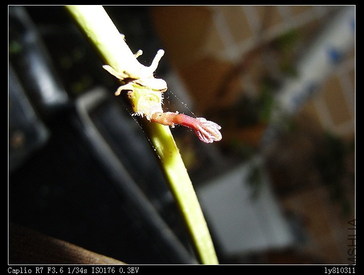 nEO_IMG_R0010831.jpg