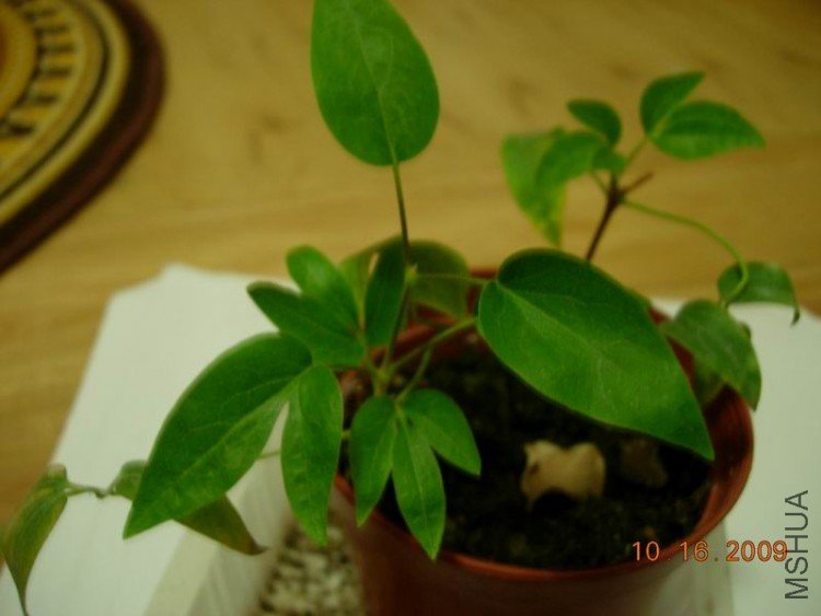 ������С DSCN2607.JPG