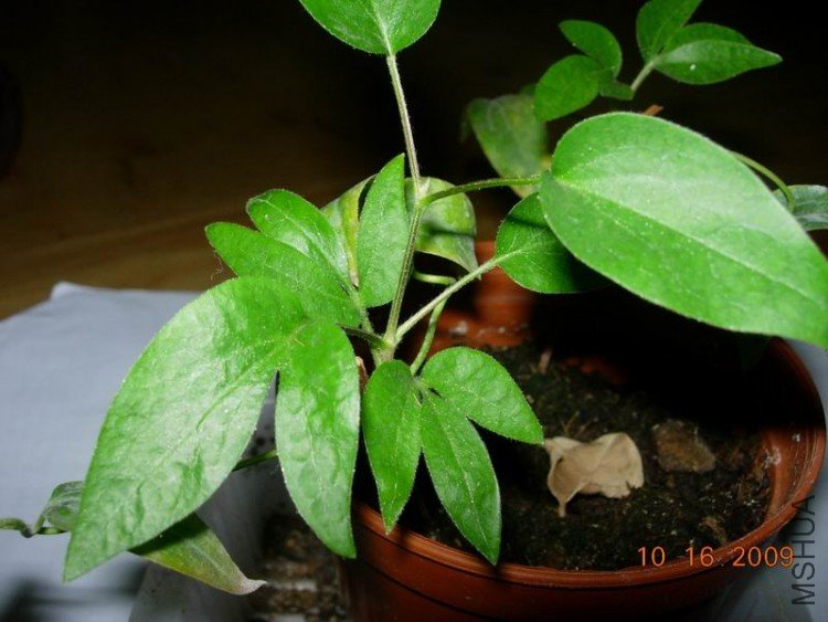 ������С DSCN2609.JPG