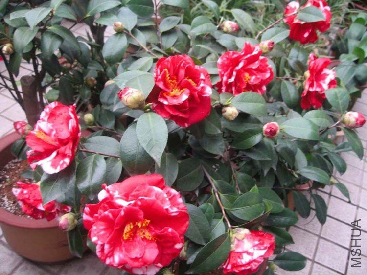 ����������ʿ 09-3-23.jpg