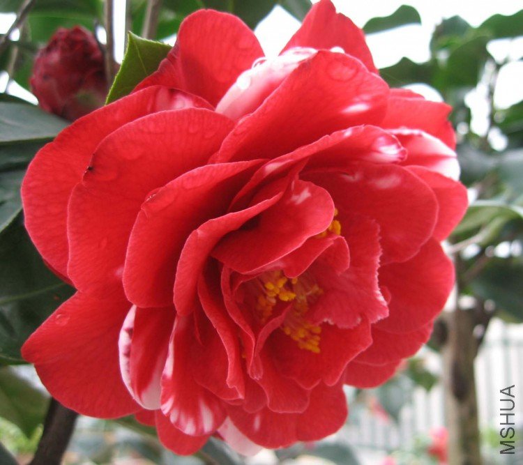 ����������ʿ 08-3-0.jpg