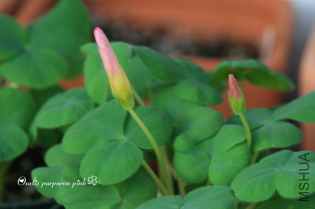 P Pink 2009 10 17.jpg