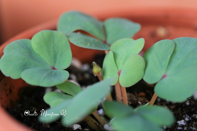 Manjano 2009 10 17.jpg