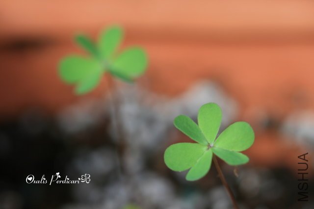 Perdicari_2009 10 17.jpg