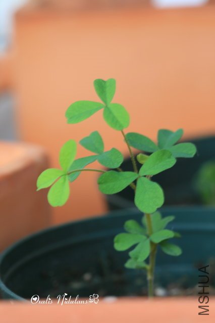 Nidulans 2009 10 17.jpg