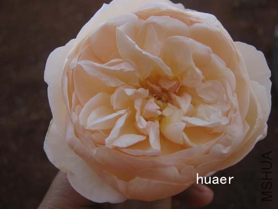 IMG_6443 ����.jpg