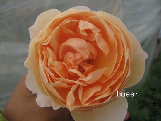 IMG_6387 ����.jpg