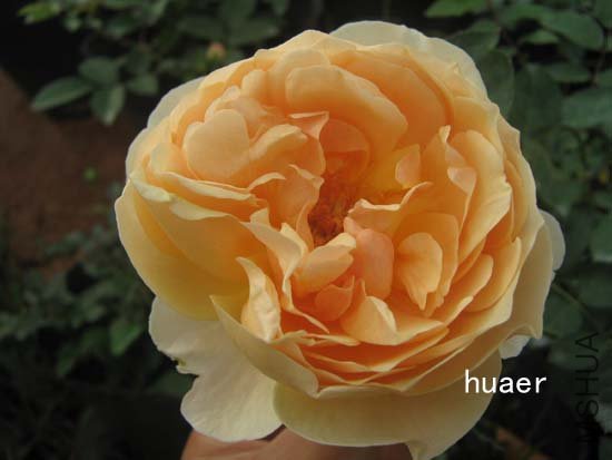 IMG_6385 ����.jpg