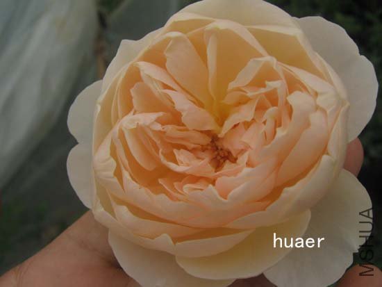 IMG_6389 ����.jpg