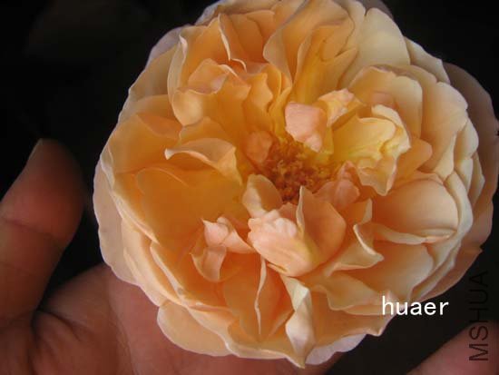 IMG_6472 ����.jpg