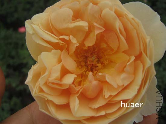 IMG_6386 ����.jpg