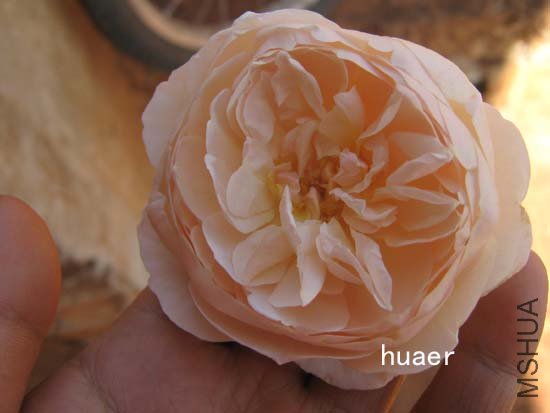 IMG_6444 ����.jpg