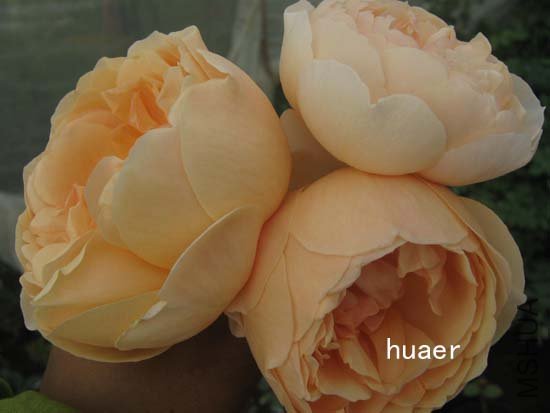 IMG_6392 ����.jpg