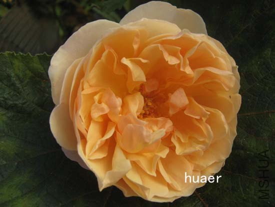 IMG_6470 ����.jpg