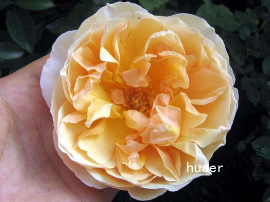 IMG_6471 ����.jpg